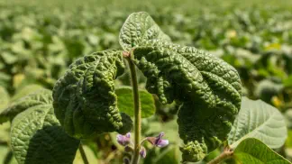 Miniatura do artigo de Gestão Agrícola: Encarquilhamento da Soja: O que Causa o Enrugamento das Folhas e Como Agir?