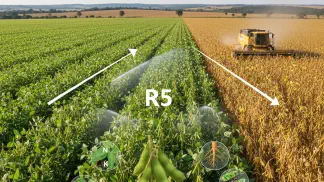 Miniatura do artigo de Gestão Agrícola: Enchimento de Grãos de Soja (R5): Guia Completo para Proteger sua Produtividade