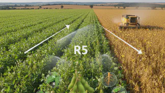 Miniatura do artigo de Gestão Agrícola: Enchimento de Grãos de Soja (R5): Guia Completo para Proteger sua Produtividade