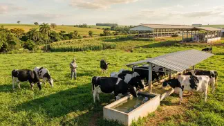 Miniatura do artigo de Gestão Agrícola: Nutrição de Vacas Leiteiras: Energia e Proteína [Guia 2025]