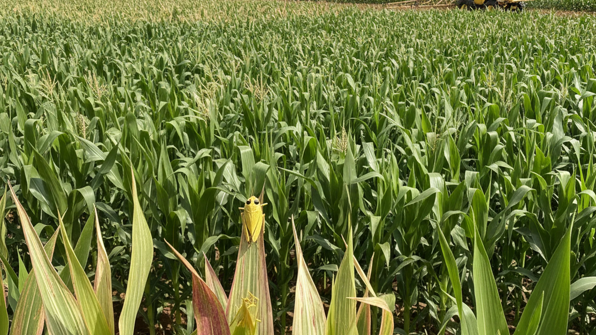 Enfezamento do Milho: Como Identificar, Prevenir e Controlar