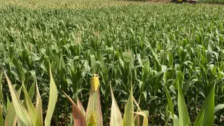 Miniatura do artigo de Manejo de Doencas: Enfezamento do Milho: Como Identificar, Prevenir e Controlar