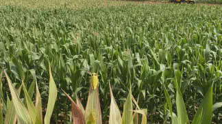 Miniatura do artigo de Manejo de Doencas: Enfezamento do Milho: Como Identificar, Prevenir e Controlar