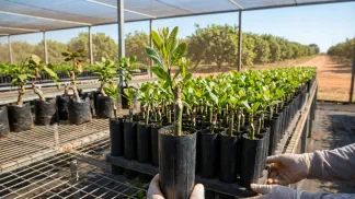 Miniatura do artigo de Gestão Agrícola: Enxerto ou Semente de Caju: Guia para Mais Produção [2025]