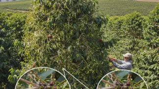 Miniatura do artigo de Manejo de Plantas Daninhas: Erva-de-Passarinho: Identificação e Controle na Lavoura