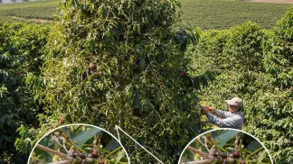 Miniatura do artigo de Manejo de Plantas Daninhas: Erva-de-Passarinho: Identificação e Controle na Lavoura