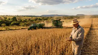 Miniatura do artigo de Gestão Agrícola: Cultivar de Feijão: 7 Dicas para Alto Rendimento [2025]