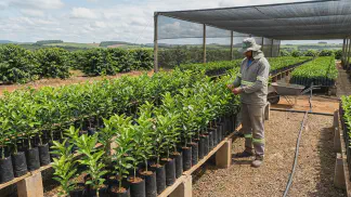 Miniatura do artigo de Gestão Agrícola: Mudas de Citros: Como Escolher e Evitar Prejuízos [2025]