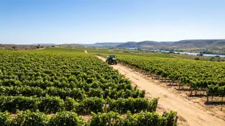 Miniatura do artigo de Gestão Agrícola: Variedade de Uva Lucrativa: Guia para Produzir Mais [2025]