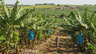 Miniatura do artigo de Gestão Agrícola: Cultivar de Banana: Guia Completo de Produtividade [2025]