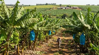 Miniatura do artigo de Gestão Agrícola: Cultivar de Banana: Guia Completo de Produtividade [2025]