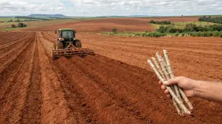 Miniatura do artigo de Gestão Agrícola: Espaçamento Plantio Mandioca: Guia de Produtividade [2025]