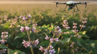 Miniatura do artigo de Gestão Agrícola: Estádios Fenológicos da Soja: Um Guia Completo do Plantio à Colheita