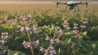 Miniatura do artigo de Gestão Agrícola: Estádios Fenológicos da Soja: Um Guia Completo do Plantio à Colheita