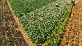 Miniatura do artigo de Gestão Agrícola: Estádios Fenológicos do Feijão: O Guia Visual para um Manejo Preciso