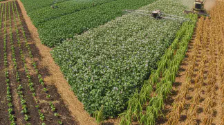 Miniatura do artigo de Gestão Agrícola: Estádios Fenológicos do Feijão: O Guia Visual para um Manejo Preciso