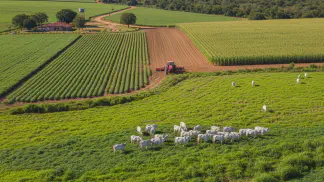 Miniatura do artigo de Gestão Agrícola: Estilosantes: O Guia Completo para Adubação Verde e Cobertura do Solo