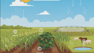 Miniatura do artigo de Gestão Agrícola: Evapotranspiração: Como Otimizar Irrigação e Produtividade Agrícola