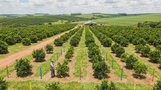 Miniatura do artigo de Gestão Agrícola: Experimentação em Citros: 5 Passos para Produzir Mais [2025]