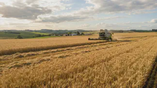 Miniatura do artigo de Gestão Agrícola: Fases do Trigo: Guia Definitivo para Colher Mais [2025]