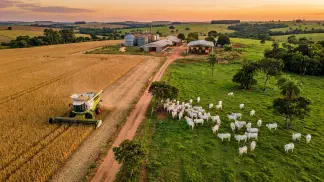 Miniatura do artigo de Gestão Financeira: Fazenda Mista: Como Calcular e Comparar a Rentabilidade Real de Grãos e Pecuária de Corte
