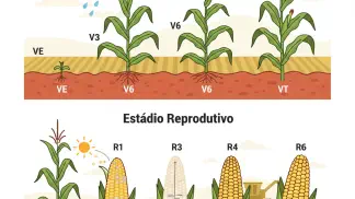 Miniatura do artigo de Gestão Agrícola: Fenologia do Milho: Um Guia Completo dos Estádios de Desenvolvimento
