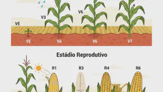 Miniatura do artigo de Gestão Agrícola: Fenologia do Milho: Um Guia Completo dos Estádios de Desenvolvimento