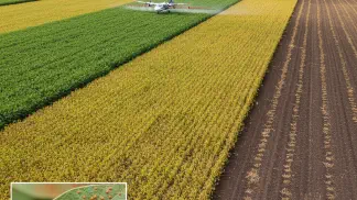 Miniatura do artigo de Manejo de Doencas: Ferrugem Asiática da Soja: Guia Completo de Identificação e Manejo