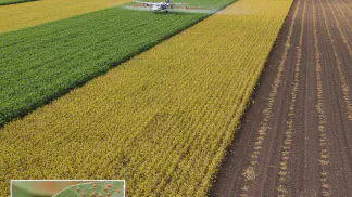 Miniatura do artigo de Manejo de Doencas: Ferrugem Asiática da Soja: Guia Completo de Identificação e Manejo