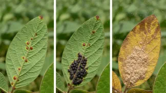Miniatura do artigo de Manejo de Doencas: Ferrugem Asiática da Soja: Identificação, Manejo e Nova Legislação