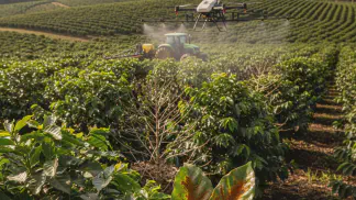 Miniatura do artigo de Gestão Agrícola: Ferrugem do Cafeeiro: Guia Completo para Identificar e Controlar a Doença