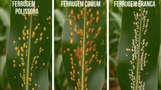 Miniatura do artigo de Manejo de Doencas: Ferrugem no Milho: Identifique e Controle os 3 Tipos na Sua Lavoura