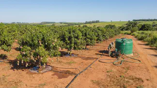 Miniatura do artigo de Gestão Agrícola: Fertirrigação na Manga: Guia Completo de Produção [2025]