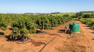 Miniatura do artigo de Gestão Agrícola: Fertirrigação na Manga: Guia Completo de Produção [2025]