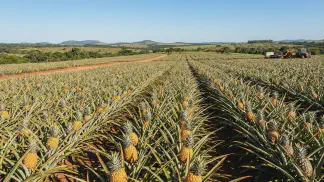 Miniatura do artigo de Gestão Agrícola: Floração do Abacaxi: Guia para Controlar a Colheita [2025]