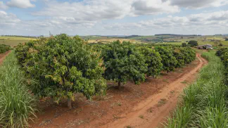 Miniatura do artigo de Gestão Agrícola: Floração da Manga: Guia sobre Temperatura e Chuva [2025]