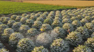 Miniatura do artigo de Gestão Agrícola: Florada do Café: O Guia Completo de Cuidados para uma Safra de Sucesso