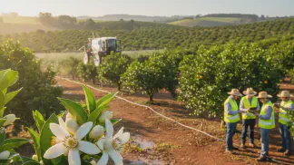 Miniatura do artigo de Gestão Agrícola: Florada do Citros: 3 Manejos Essenciais para Aumentar a Produção
