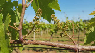 Miniatura do artigo de Gestão Agrícola: Florescimento da Uva: Guia Essencial para a Produção [2025]