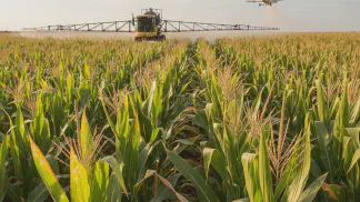 Miniatura do artigo de Manejo de Doencas: Fungicida para Milho: Quando e Como Aplicar para Máxima Produtividade