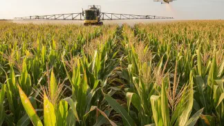 Miniatura do artigo de Manejo de Doencas: Fungicida para Milho: Quando e Como Aplicar para Máxima Produtividade