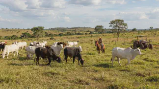 Miniatura do artigo de Gestão Agrícola: Nelore x Europeu: Guia do Gado de Corte no Pantanal [2025]