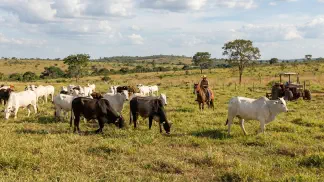 Miniatura do artigo de Gestão Agrícola: Nelore x Europeu: Guia do Gado de Corte no Pantanal [2025]