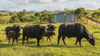 Miniatura do artigo de Gestão Agrícola: Genética de Bubalinos: Guia Prático de Seleção e Cria [2025]