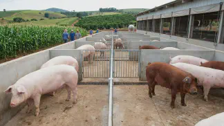 Miniatura do artigo de Gestão Agrícola: Genética Suína: Guia Definitivo para Lucrar Mais [2025]