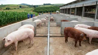 Miniatura do artigo de Gestão Agrícola: Genética Suína: Guia Definitivo para Lucrar Mais [2025]