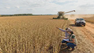 Miniatura do artigo de Gestão Agrícola: Gergelim: Melhoramento Genético e Alta Produtividade [2025]