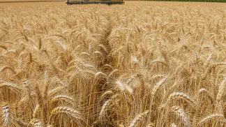 Miniatura do artigo de Manejo de Doencas: Giberela no Trigo: Como Identificar, Controlar e Evitar Perdas na Lavoura