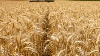 Miniatura do artigo de Manejo de Doencas: Giberela no Trigo: Como Identificar, Controlar e Evitar Perdas na Lavoura
