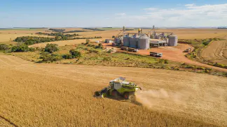 Miniatura do artigo de Gestão Agrícola: Grão x Semente de Soja: Diferenças na Produção [Guia 2025]